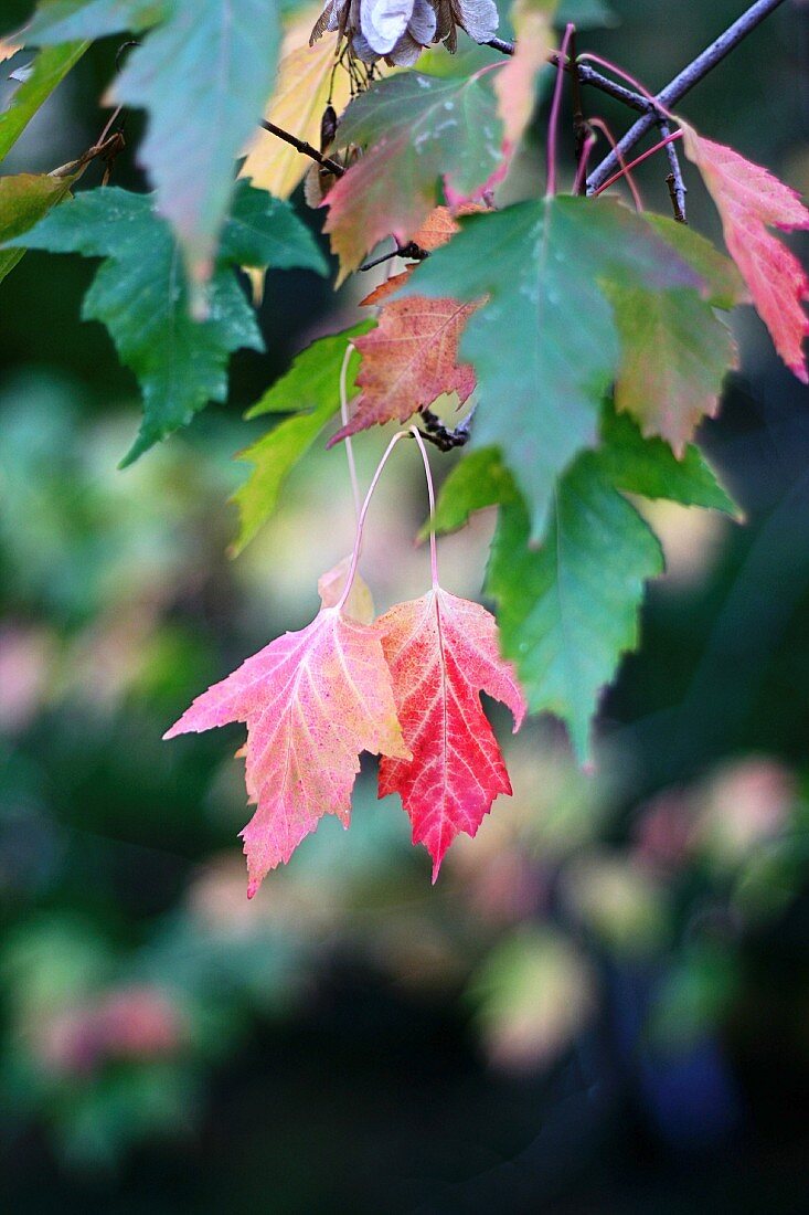 Herbstlich gefärbte Blätter am Baum