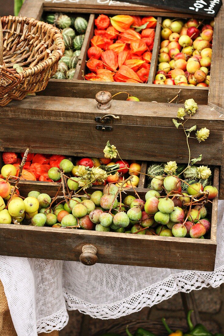 Wooden drawers filled with cucamelons, Chinese lanterns and sorb apples (Sorbus domestica, also known as service tree or whitty pear) on an autumn market stall