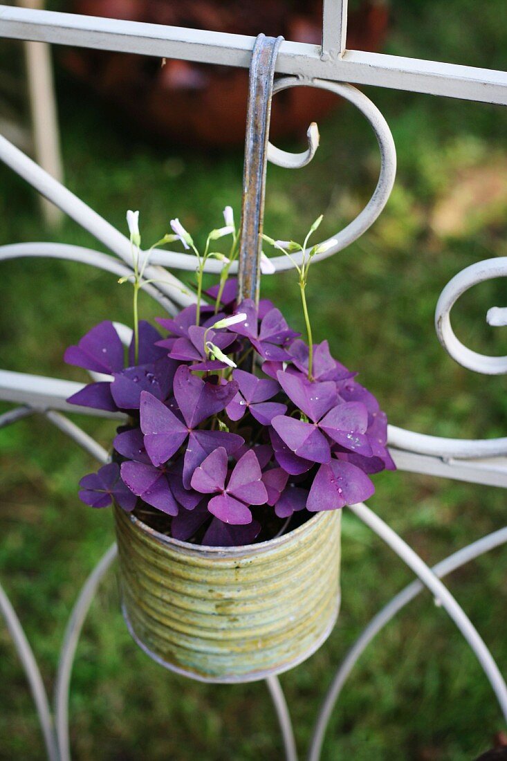 False shamrock (Oxalis triangularis) in old metal can hanging from wrought iron fence