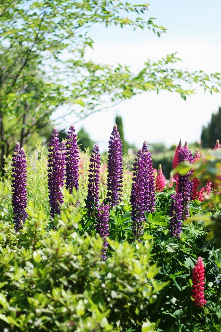Purple lupins in garden