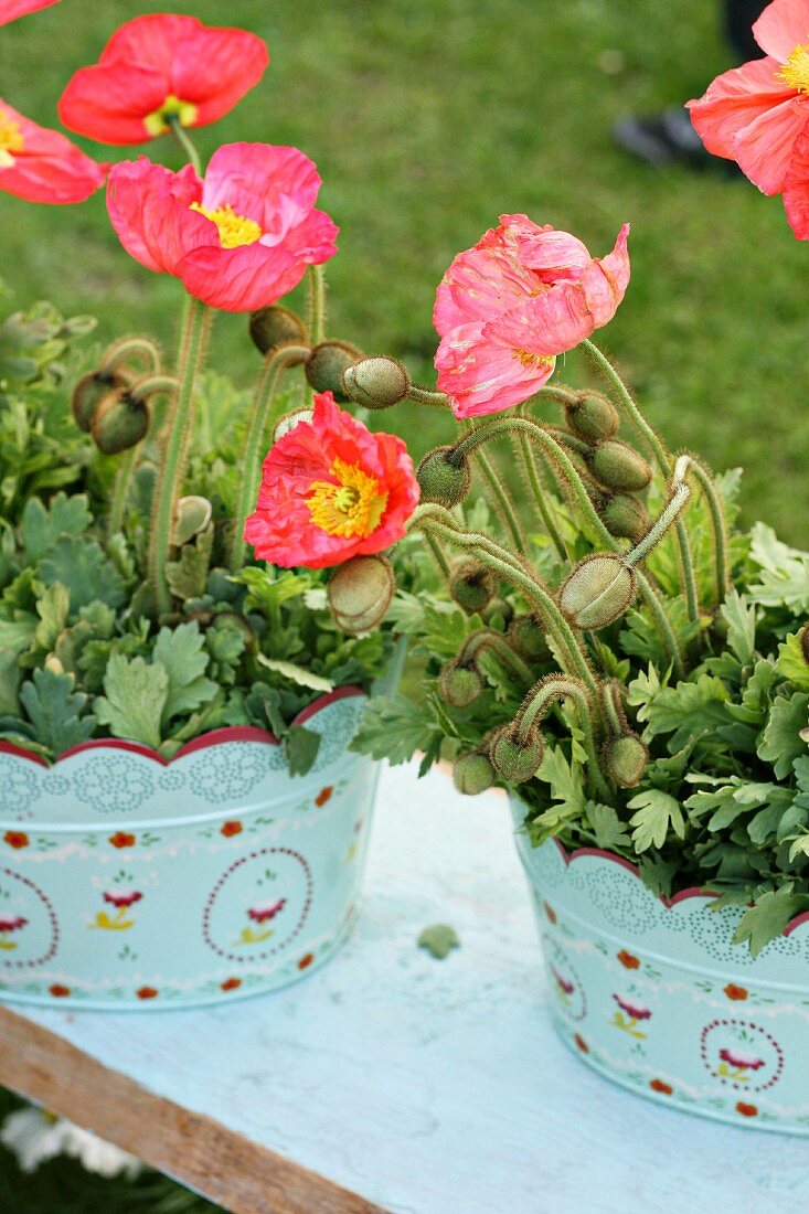 Flowering poppies in pots