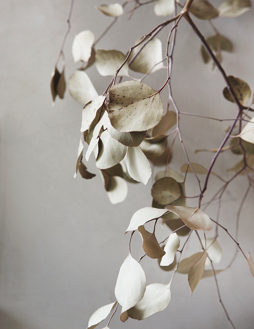 Hellgrauer Zweig mit getrockneten Blättern vor heller Wand