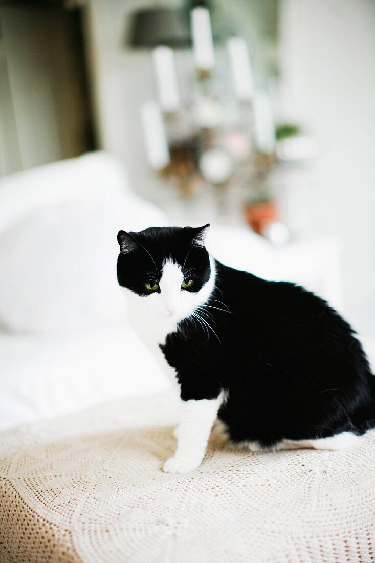Schwarz-weiße Katze auf gehäkelter Spitzen Tagesdecke