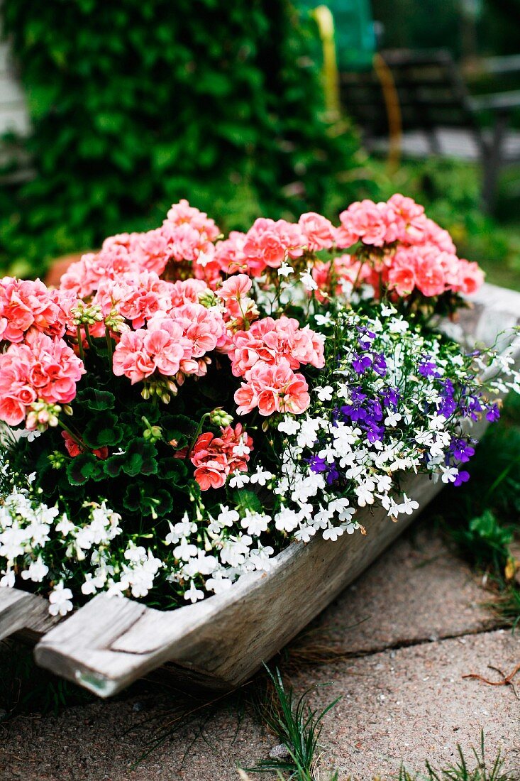 Wooden trough planted with various flowering plants