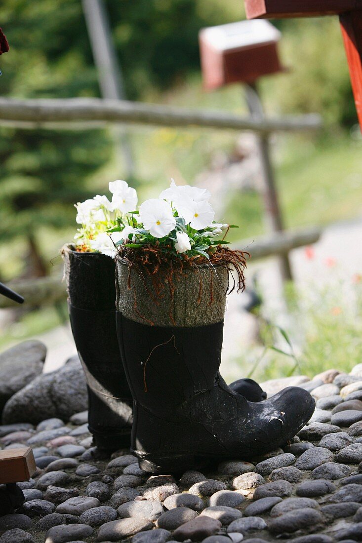 Vintage Stiefel als Pflanzbehälter mit weissen Blumen, auf Kieselsteinboden