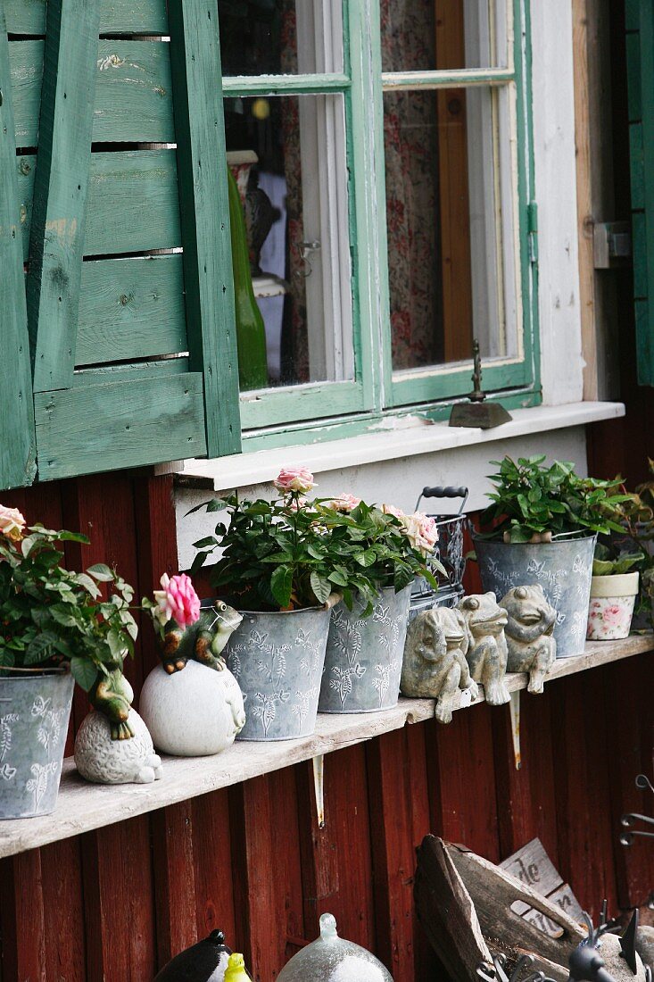 Verzinkte Pflanztöpfe mit blühenden Rosen auf Holzablage unter Fenster, an Holz Hauswand