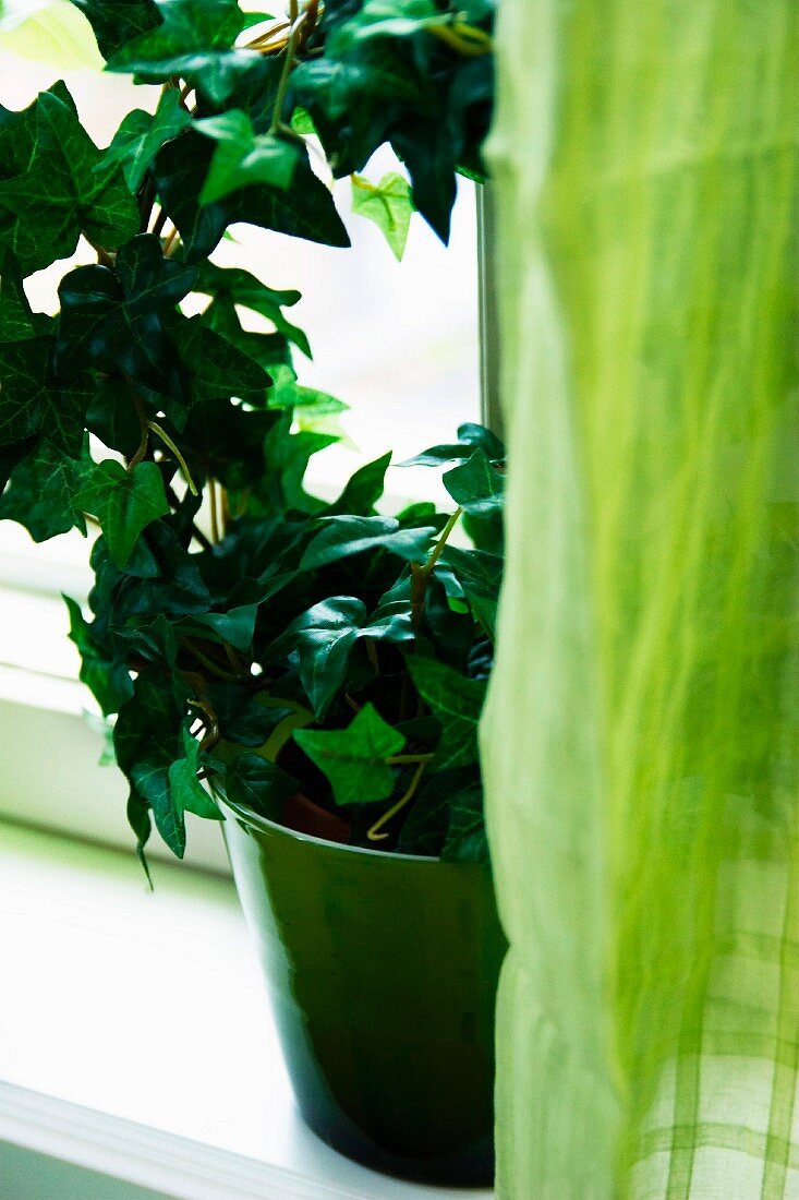 Ivy in green planter next to green, translucent curtain