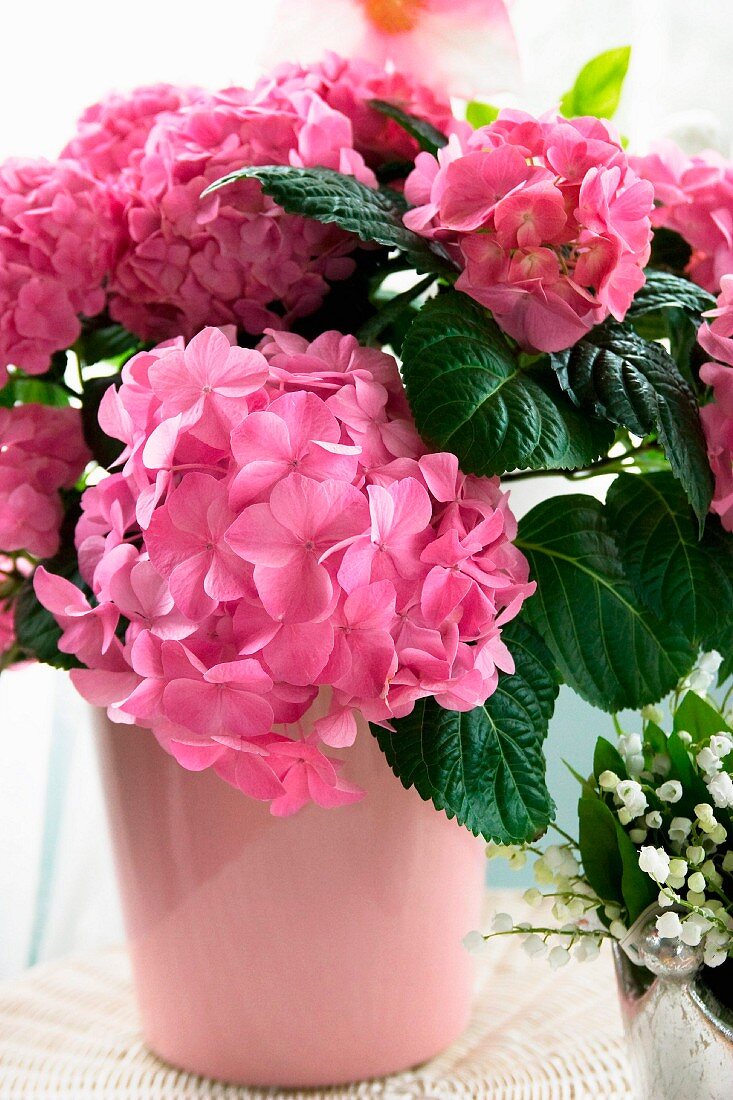 Rosa blühende Hortensien in rosa Keramikvase