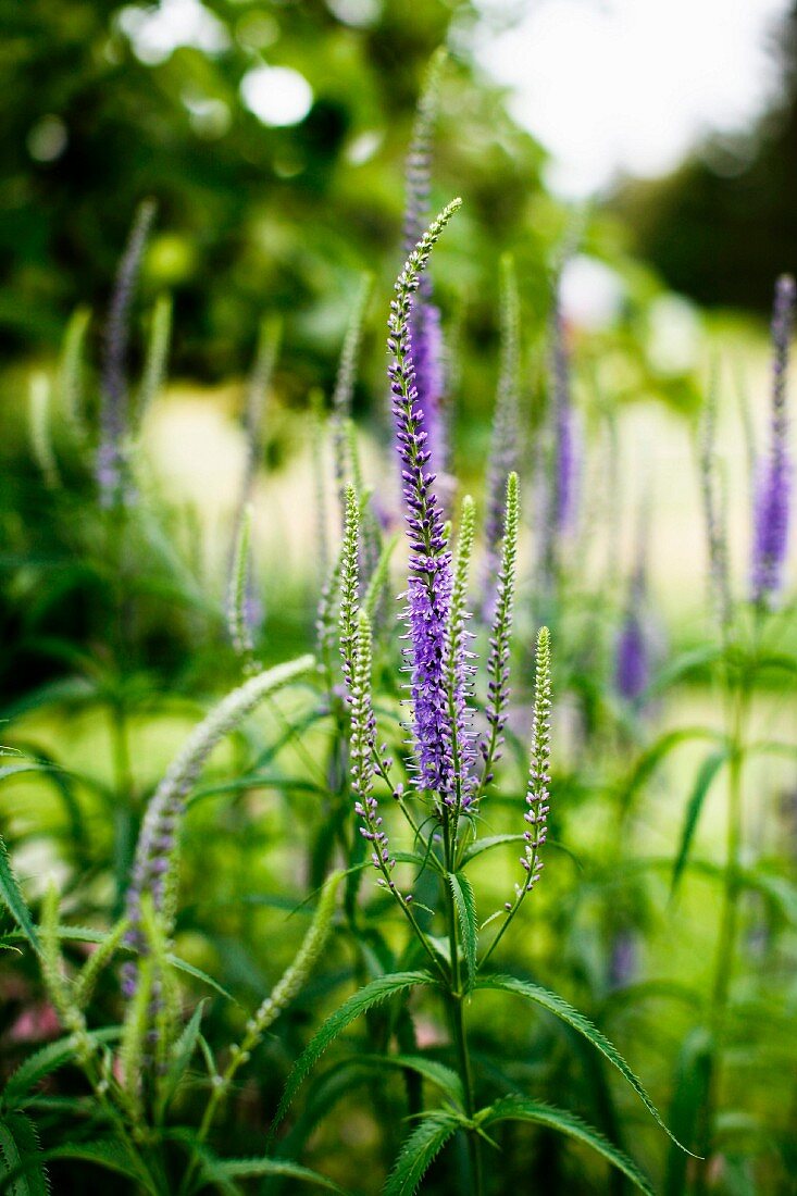 Violett blühende Blume (Veronika, Ehrenpreis) im Garten