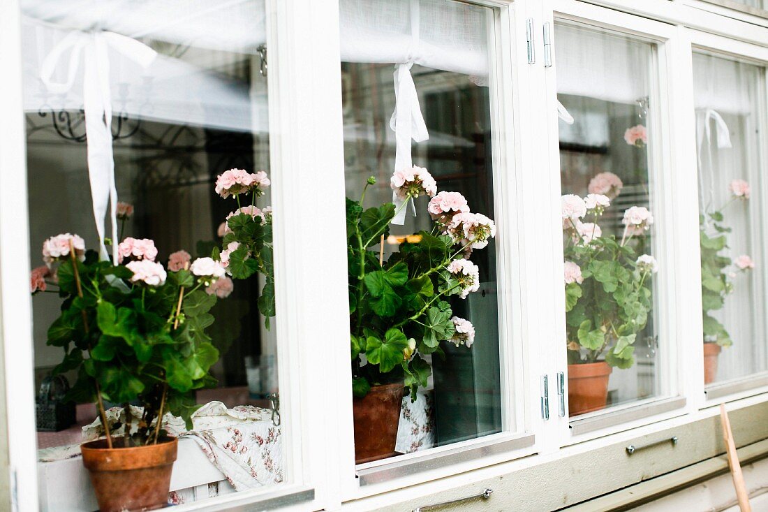 Blick auf Fensterband, innenseitig rosa Geranien im Topf auf Fensterbank