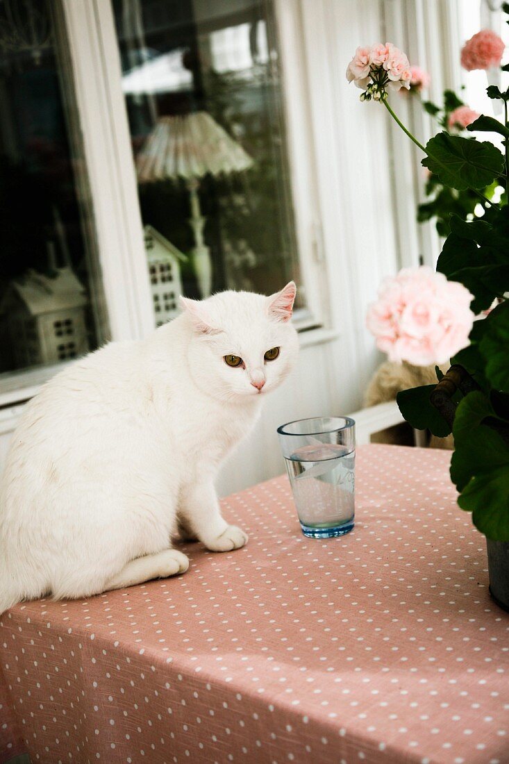 weiße Katze neben Trinkglas und teilweise sichtbare Geranie im Topf auf Tisch mit gemusterter Tischdecke