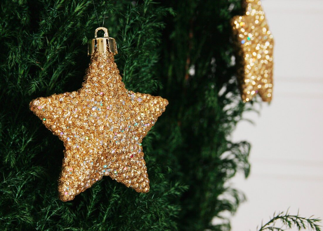 Gold, star-shaped Christmas decoration hanging on conifer