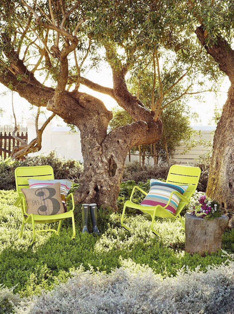 Yellow rocking chairs with cushions below gnarled trees in sunny garden