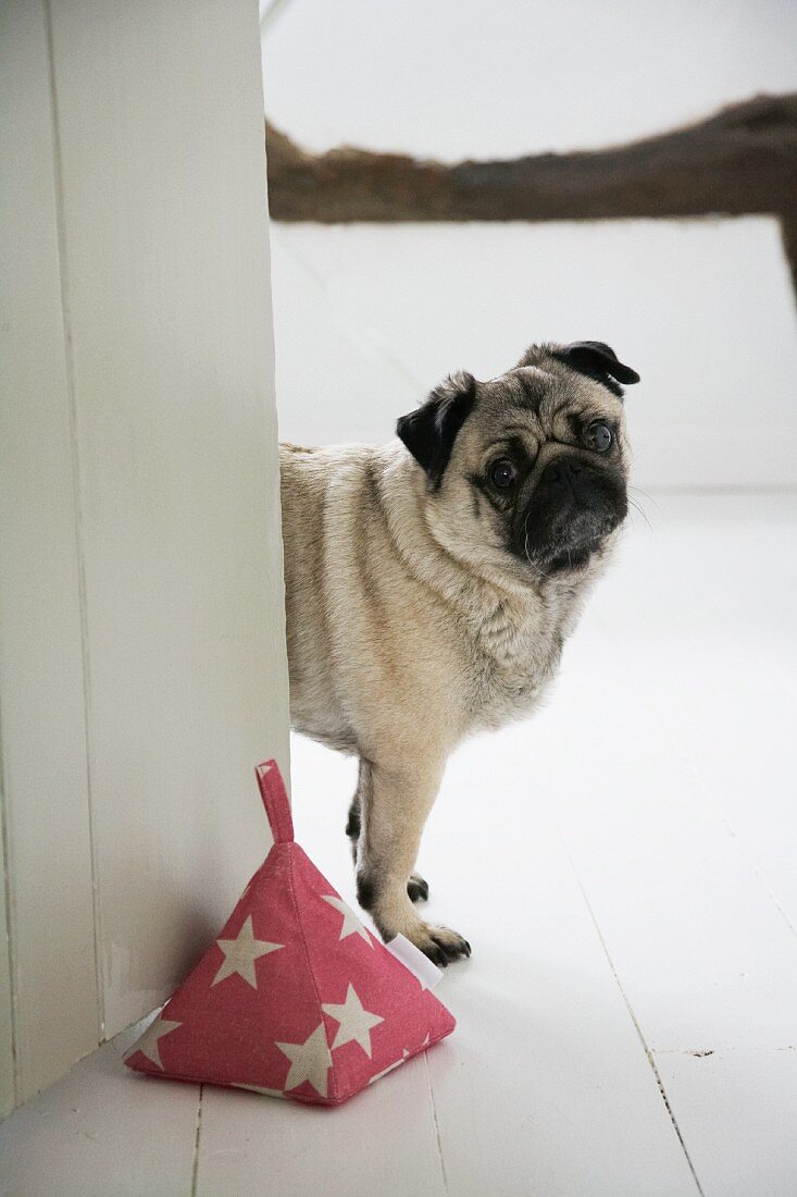 Selbstgenähter Pyramiden-Sack als Türstopper, Hund schaut hinter Tür hervor