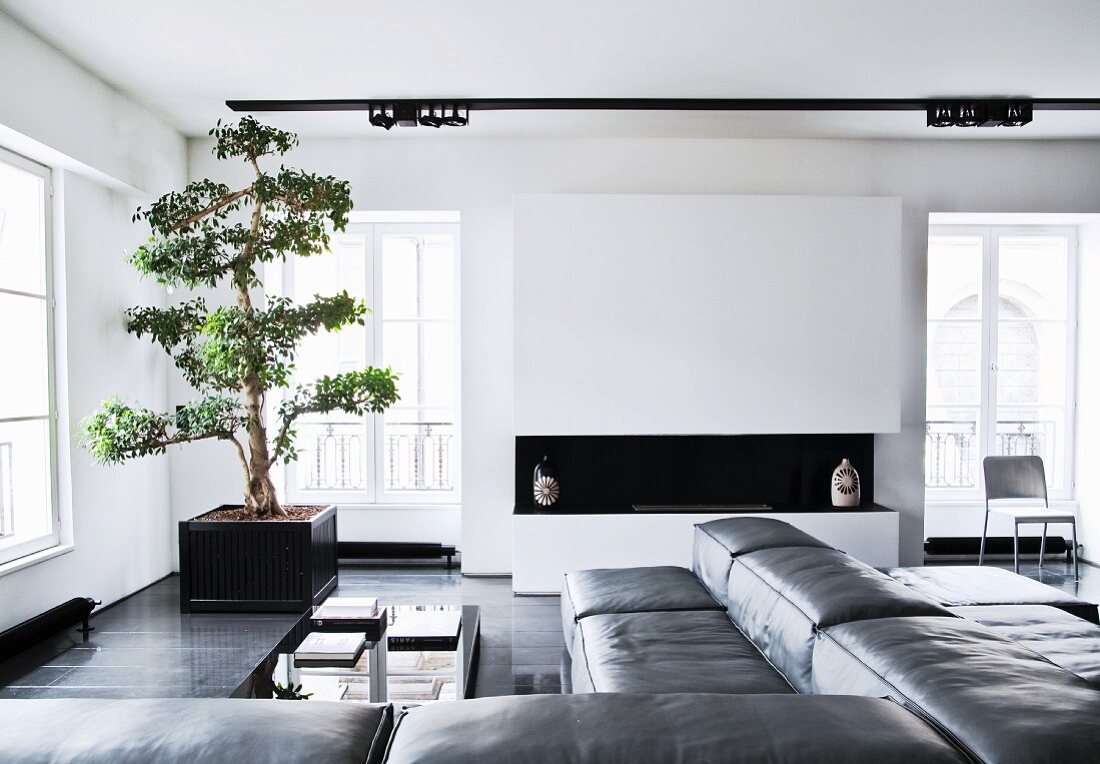 Elegantes Wohnzimmer, schwarzweiss, mit maskulinem Flair, Ledersofa übereck vor Bonsaibaum in Zimmerecke
