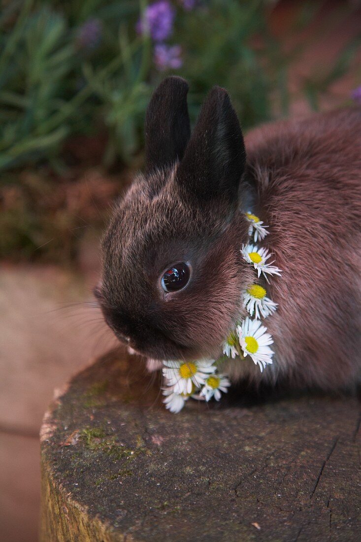 Kaninchen mit Blumenkette aus Gänseblümchen um Hals