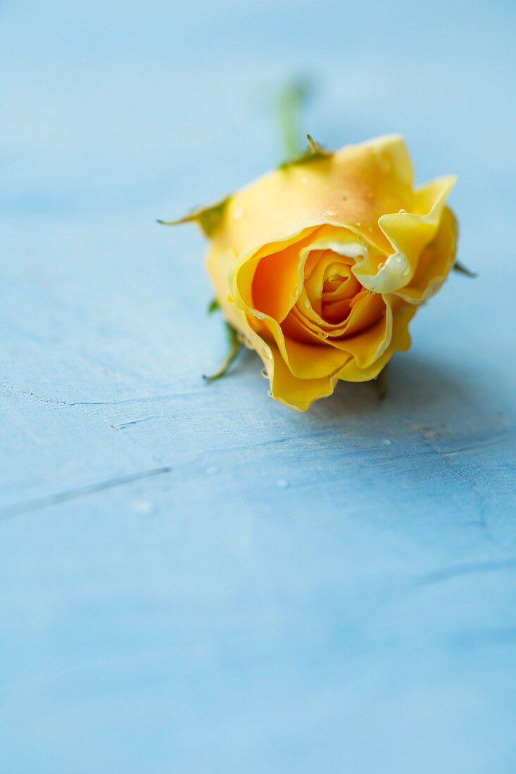 Gelbe Rosenblüte auf hellblauem Untergrund