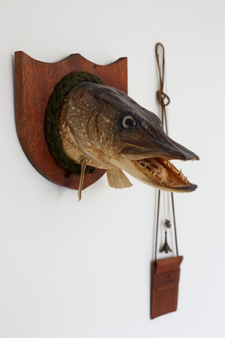 Angling trophy next to neck pouch hung on wall