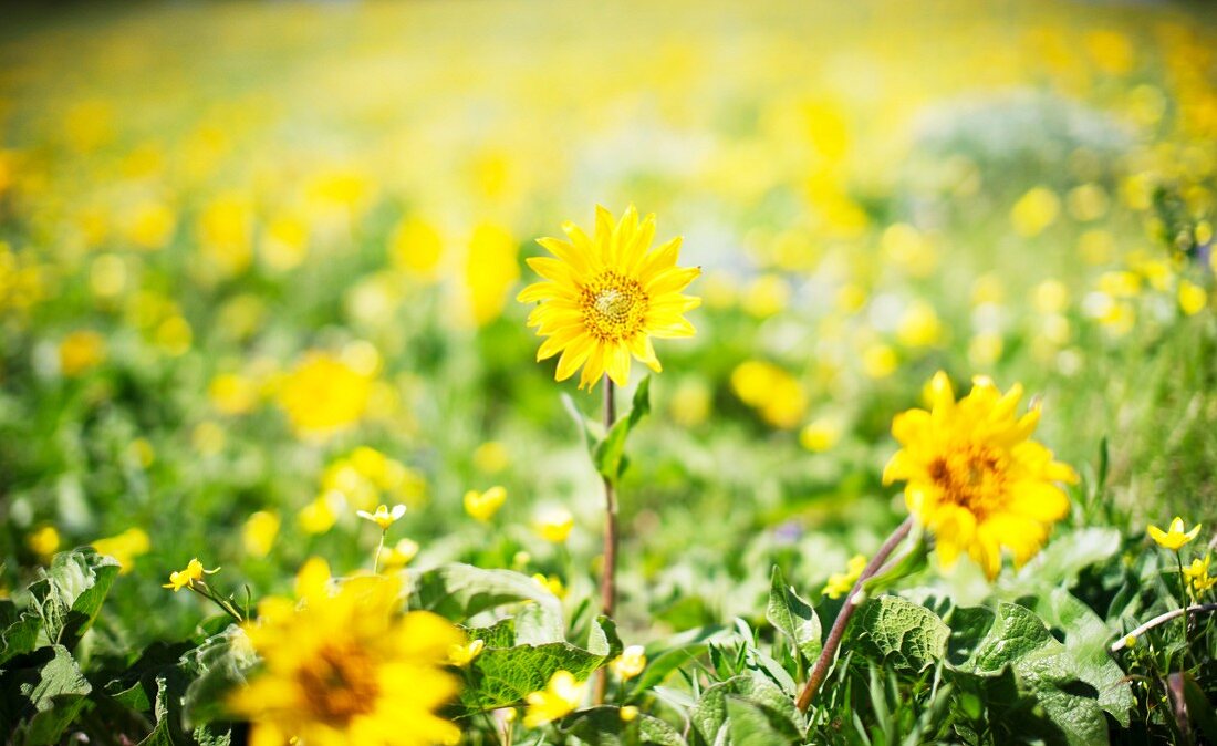 Gelbe Wildblumen auf dem Feld, Nahaufnahme