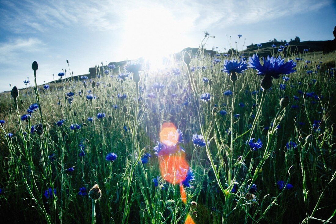 Cornflowers in bright, sunny field with lens flare