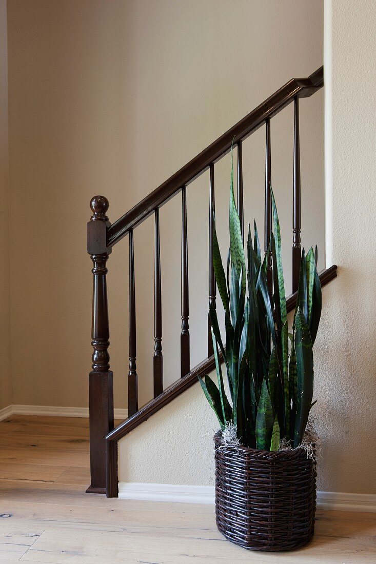 Grünpflanze neben schlichtem Treppenaufgang mit schwarzem Geländer