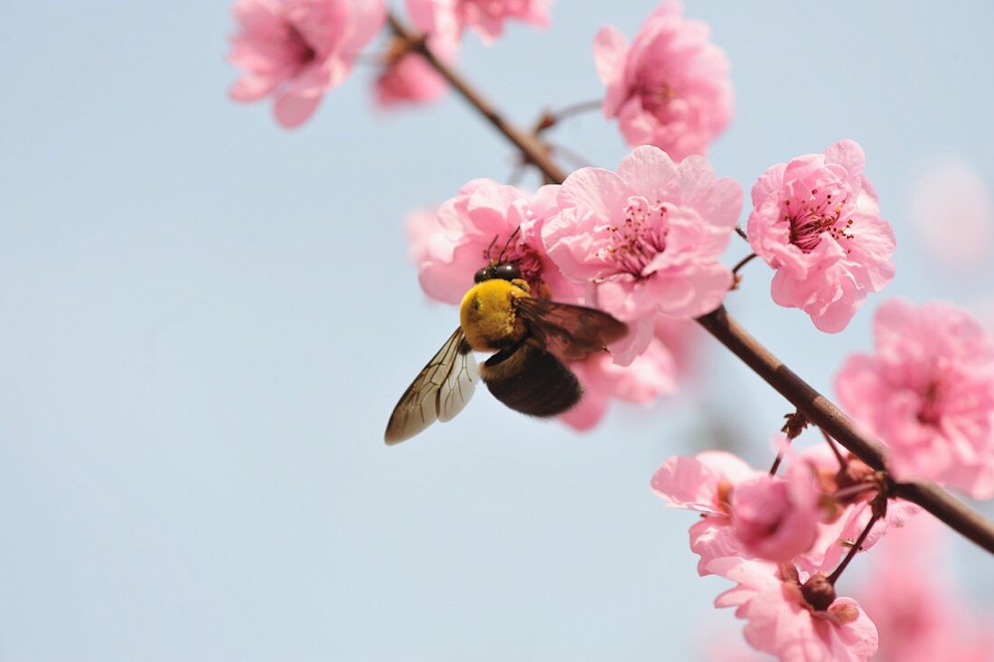 Nahaufnahme einer Biene an Ast mit Pfirsichblüten