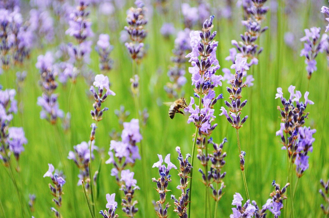 Biene auf Lavendelblüten