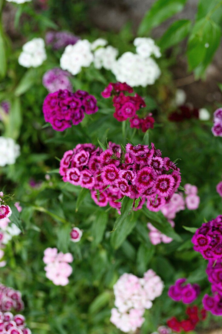 Bartnelkenbeet mit violetten und weissen Blüten