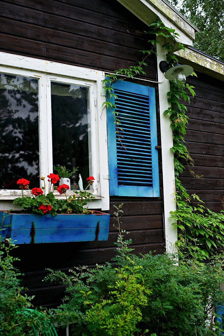 Sommerhaus mit dunkler Holzverschalung, vor Fenster blauer Holz Blumenkasten mit roten Geranien