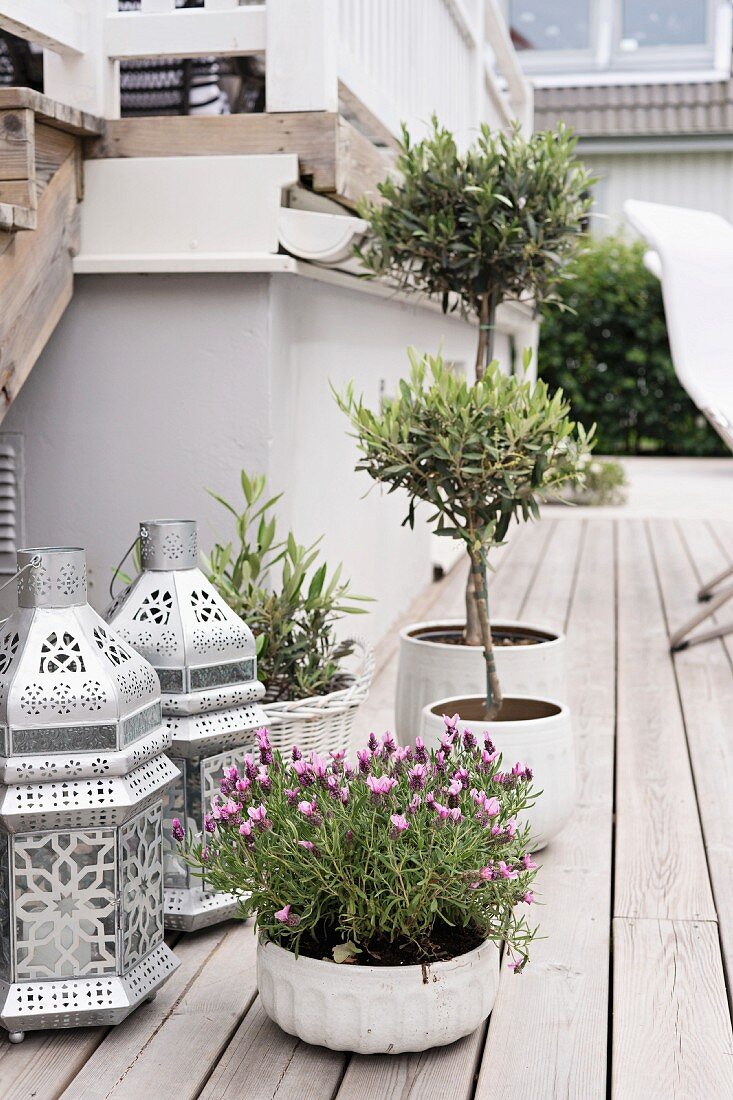 Lavendel, Olivenbäumchen und orientalisch inspirierte Laternen auf Holzterrasse