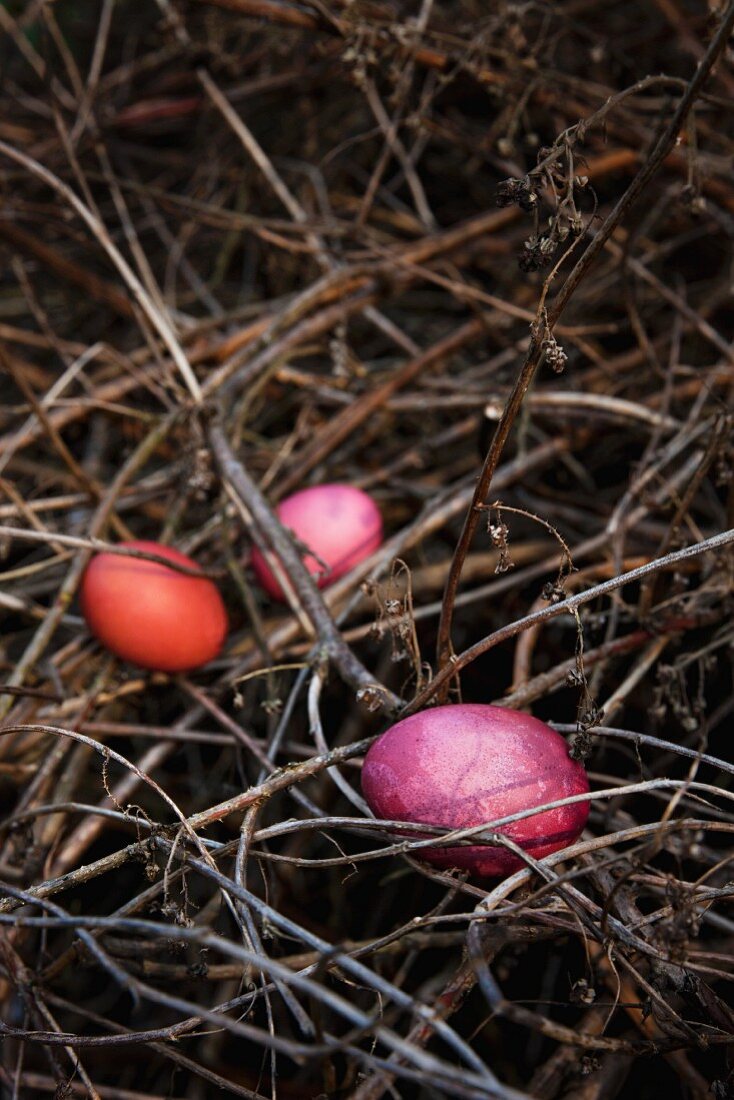 Drei Ostereier in verschiedenen Rottönen, mit Rotholz im Farbsud gefärbt, auf Zweigen