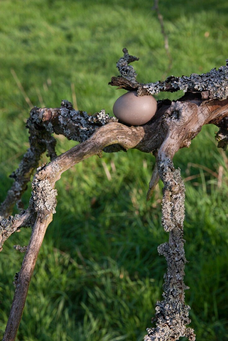 Egg dyed using walnut shells on weathered branch