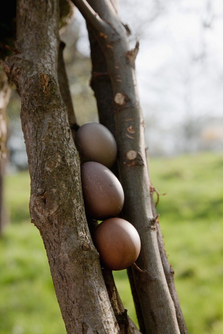Three eggs dyed using walnut shells wedged between sticks