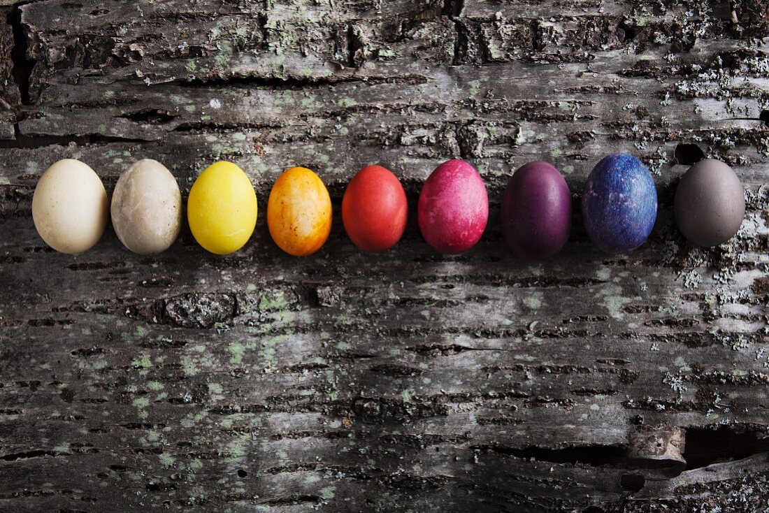 Easter eggs dyed using various materials on piece of cherry bark