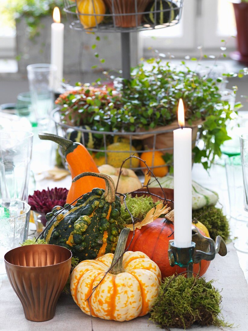 Autumnal arrangement of ornamental squashes, moss and candles on table