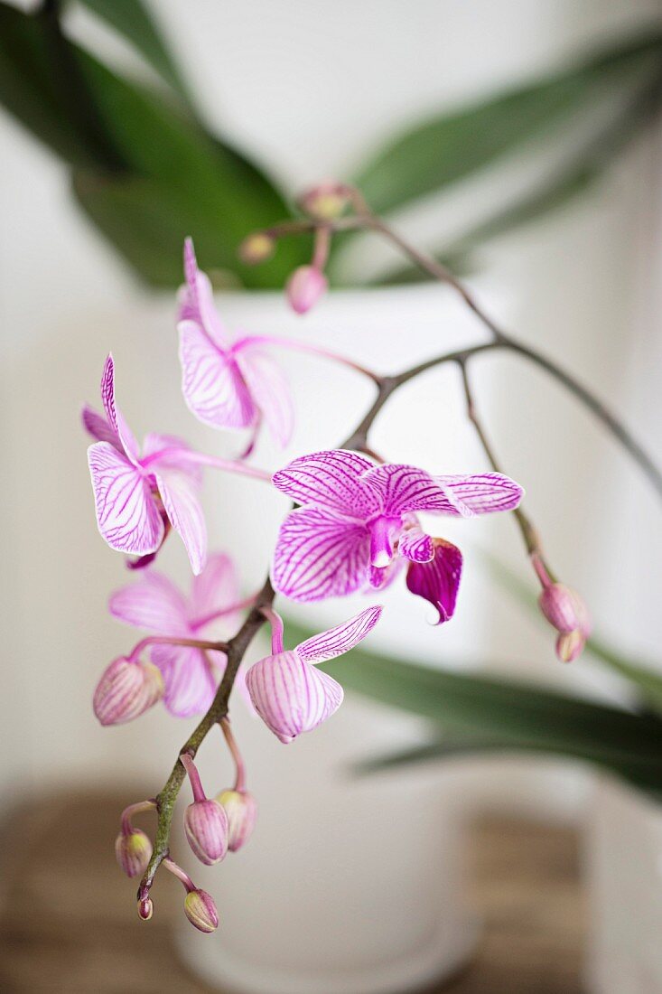Orchideenrispe mit gestreiftem Blütenmuster