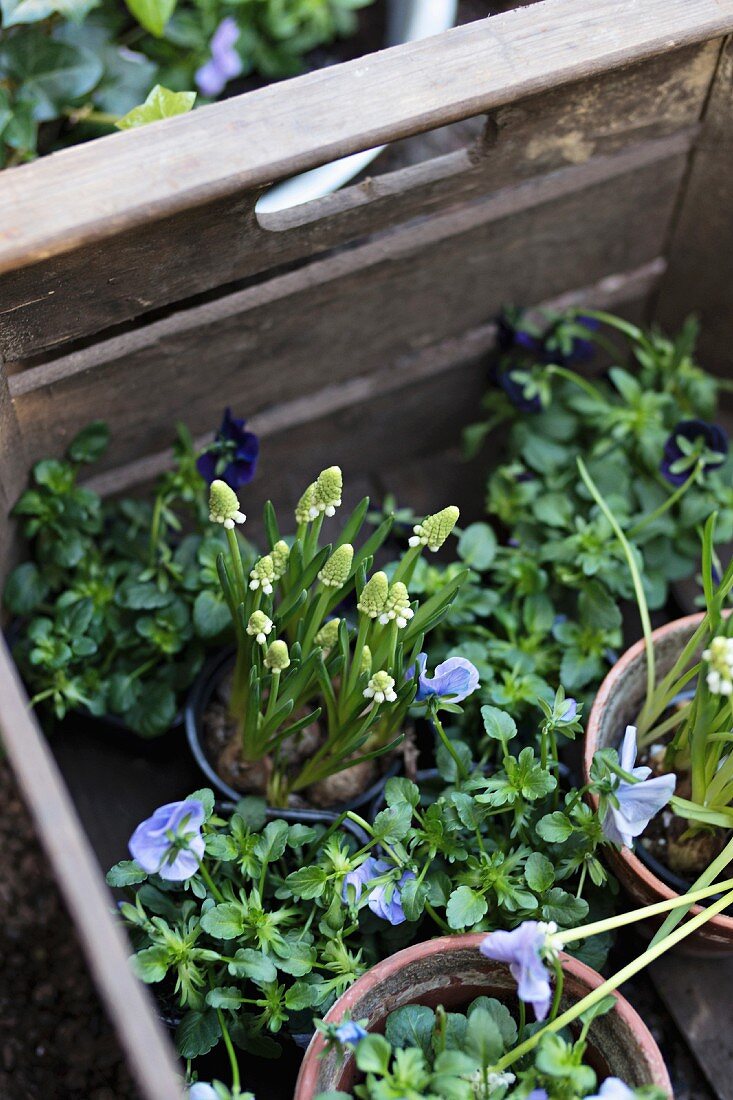 weiße Traubenhyazinthen und blaue Stiefmütterchen mit Blumentöpfen in einer Holzkiste