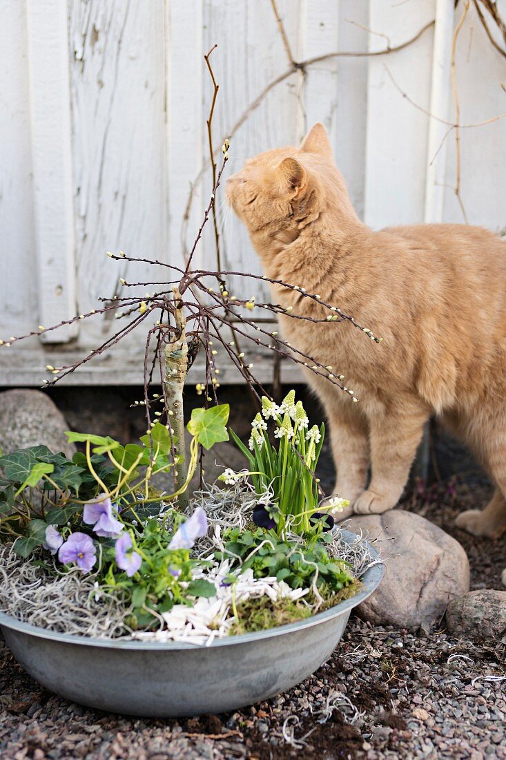 Spring arrangement planted in aluminium bowl and cat on gravel floor in front of wooden building