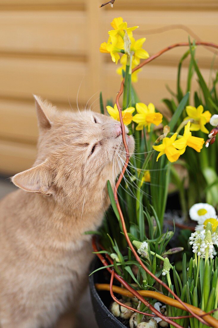 Frühlingsgesteck mit Narzissen und verschmuster Katze