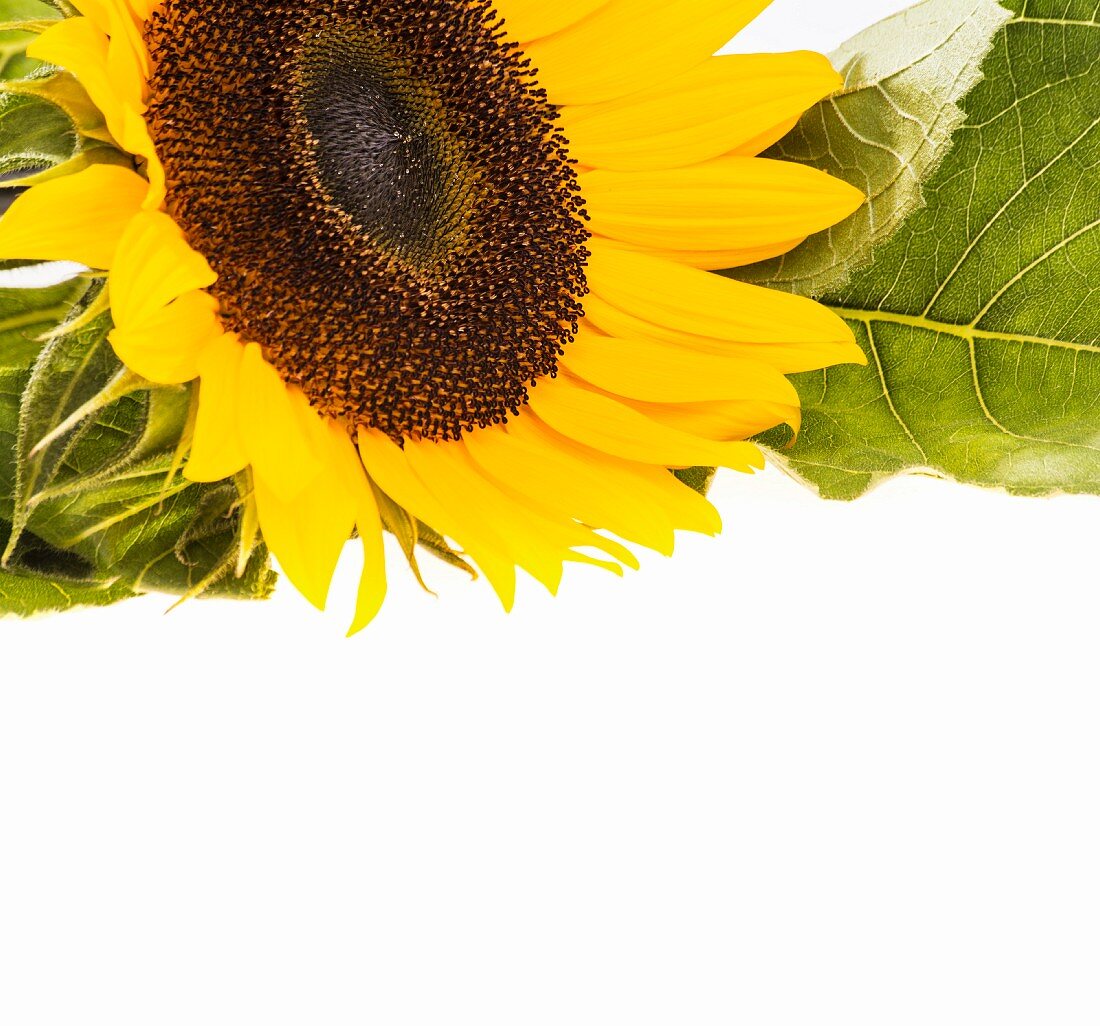 Sunflower with top edge cut off photograph