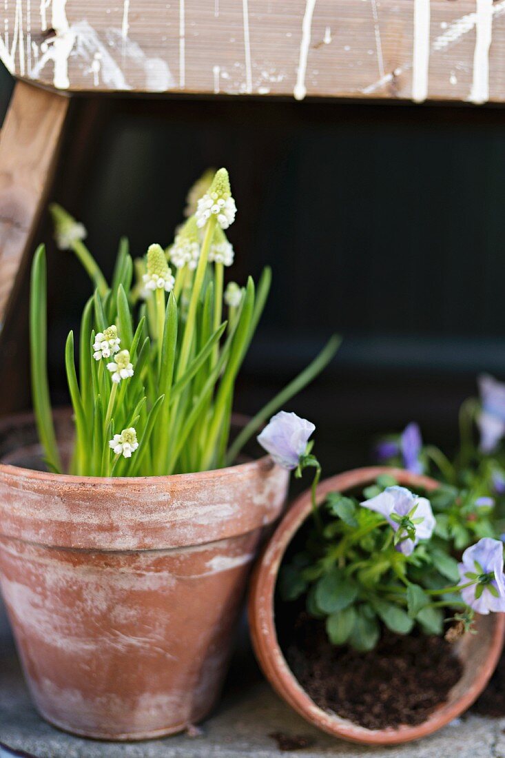 White grape hyacinths and blue violas in terracotta pots