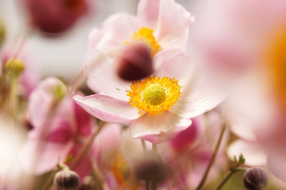 Pink anemones