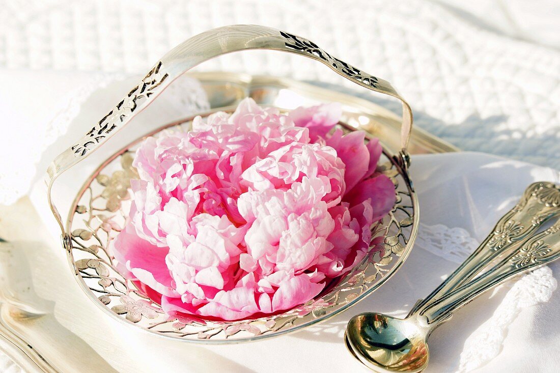 Rosafarbene Pfingstrosenblüten in antiker Silberschale
