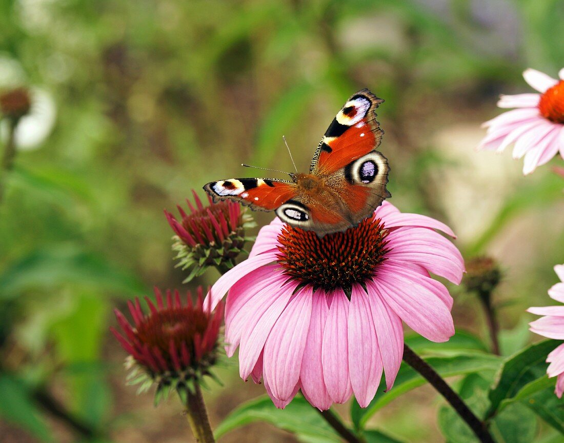 Schmetterling auf Blüte des Purpur-Sonnenhut