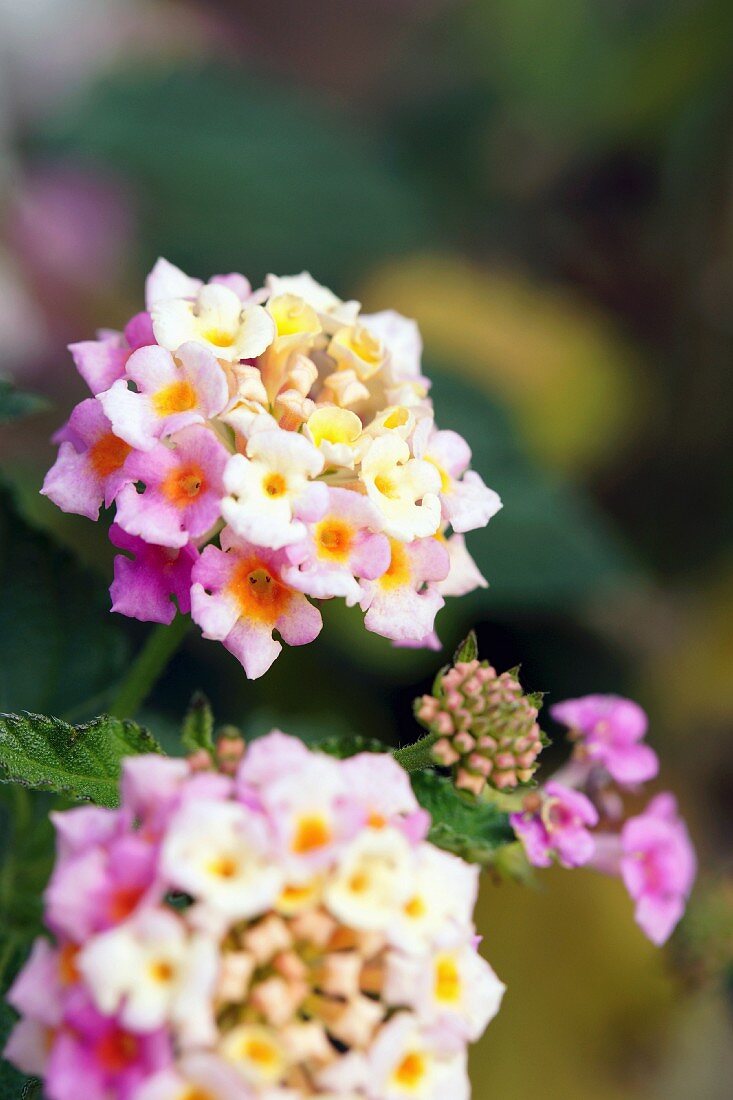 Blüten des Wandelröschens (Lantana Camara)