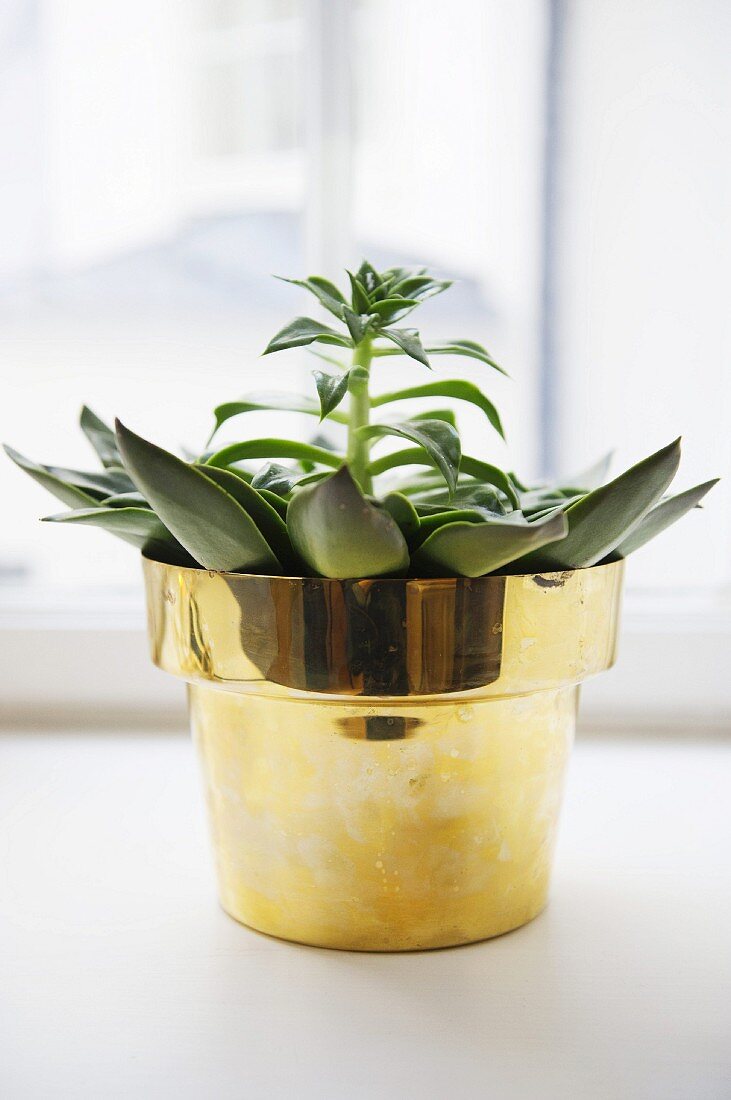 Plant in brass pot on windowsill
