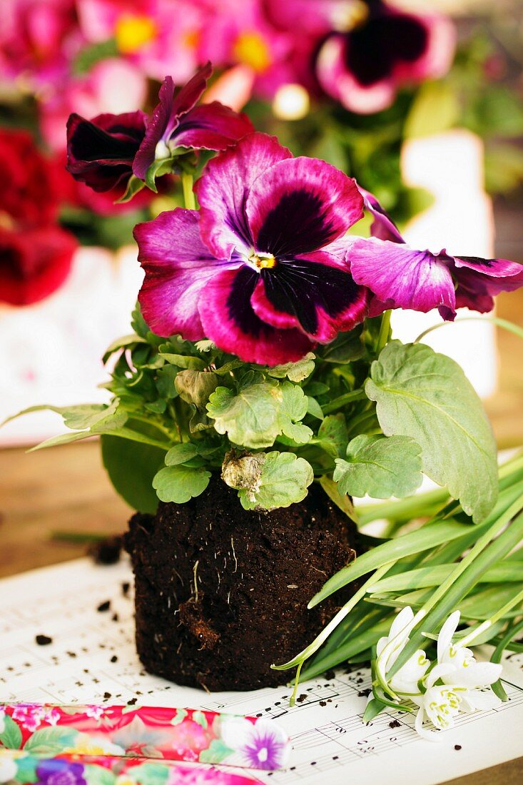 Pansies in a clump of soil