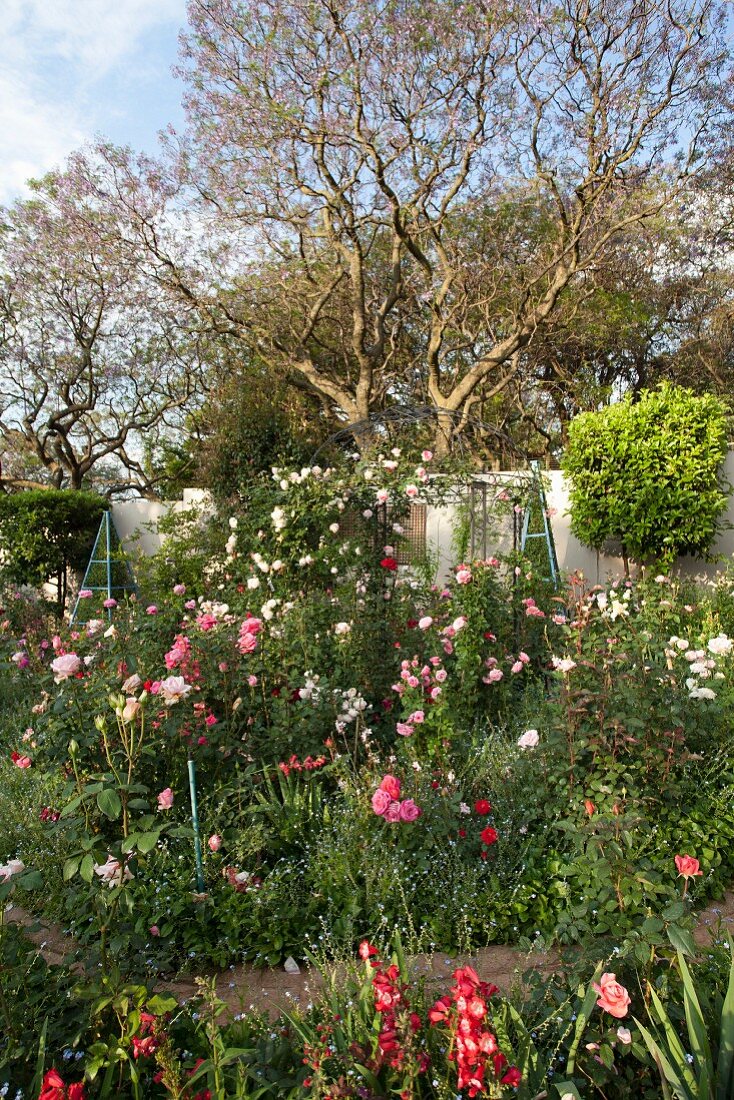 Prächtiges Rosenbeet in Weiß und Rosa vor hoher Gartenmauer und Bäumen