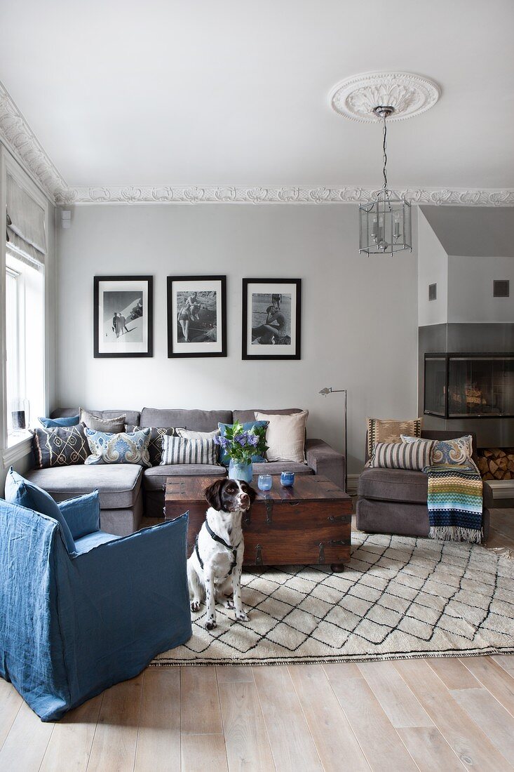 Sofagruppe mit Truhentisch und blauer Hussensessel in Altbauwohnung mit Stuckdecke; Hund auf Teppich
