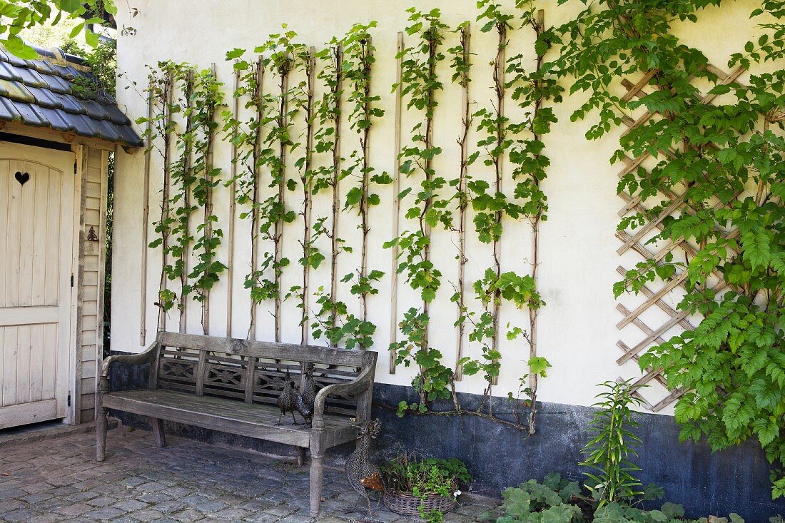 Weathered wooden bench in front of climbing plants on trellising on white external wall
